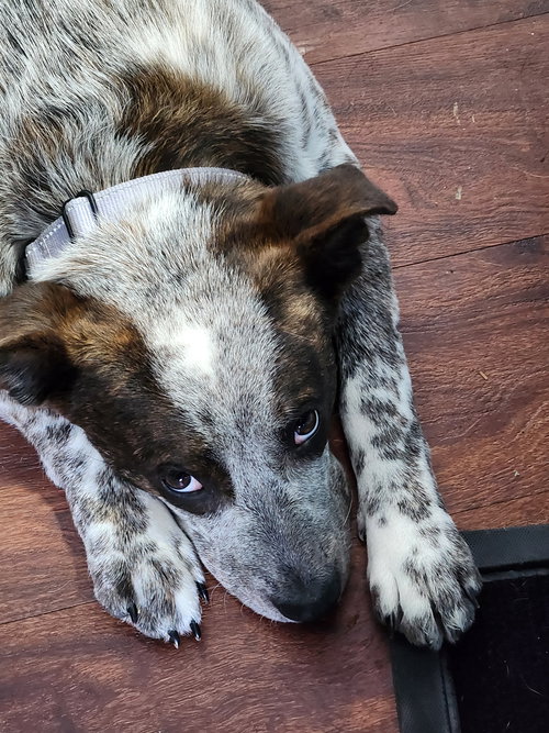 DEWEY - Australian Cattle Dog/Blue Heeler available for adoption