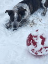 Dewey - Photo 2