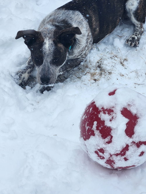 DEWEY - Australian Cattle Dog/Blue Heeler available for adoption