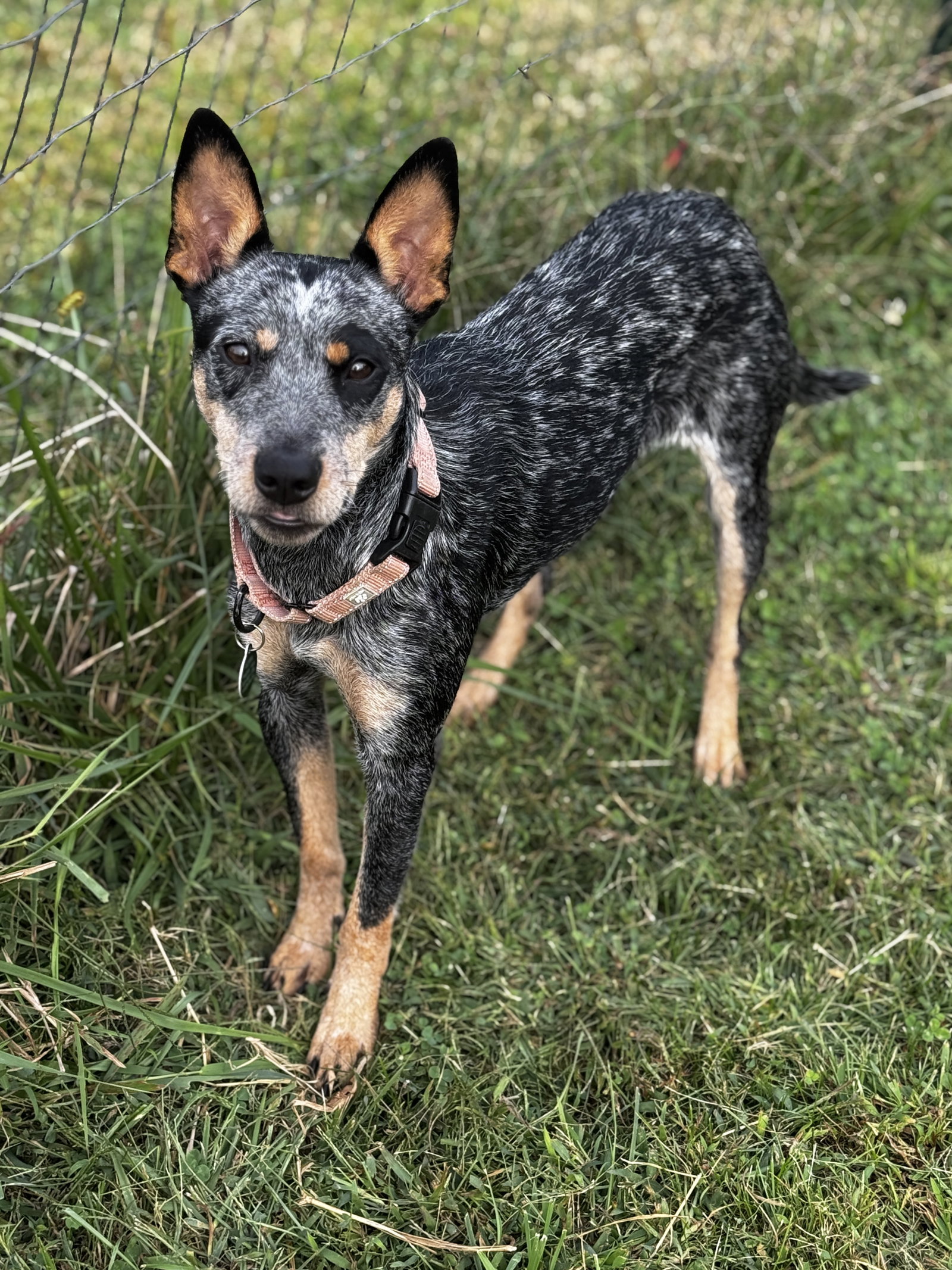 Nutmeg Image