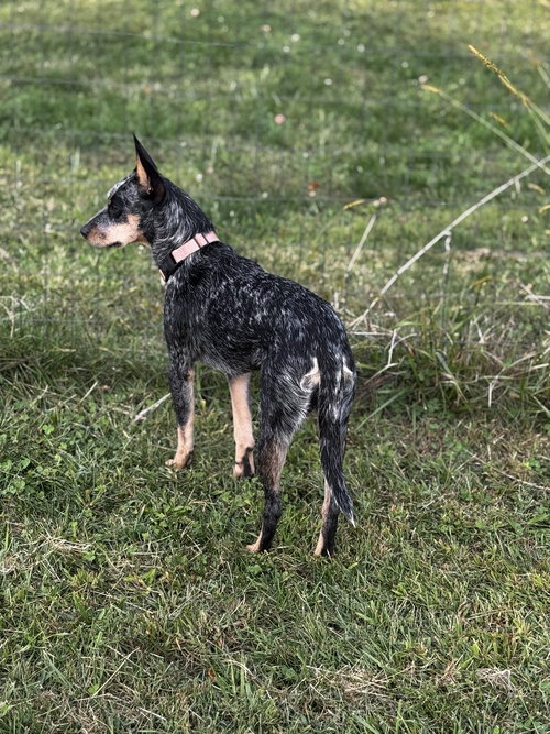 NUTMEG - Australian Cattle Dog/Blue Heeler available for adoption