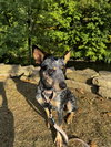 Nutmeg - Photo 3