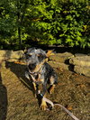 Nutmeg - Photo 4