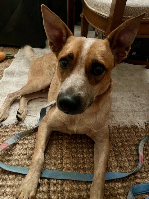 picture of the dog needing adoption