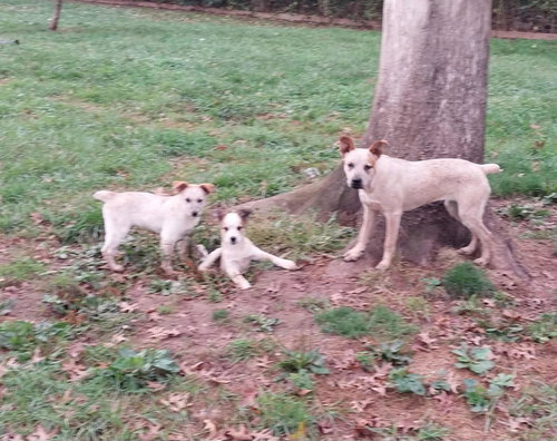 BINGO - Australian Cattle Dog/Blue Heeler available for adoption
