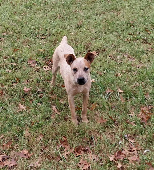 picture of the dog needing adoption