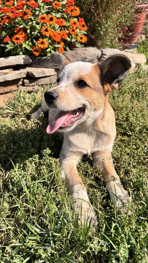 ZIP - Australian Cattle Dog/Blue Heeler available for adoption