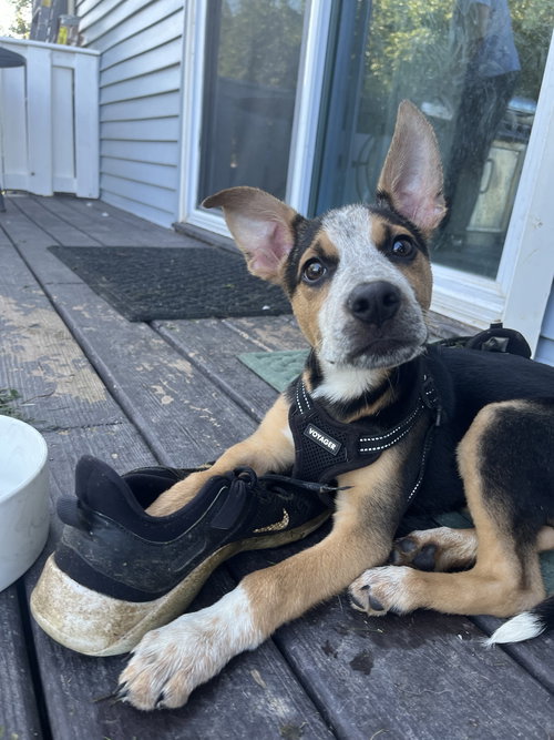 picture of the dog needing adoption