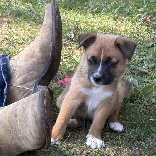 picture of the dog needing adoption