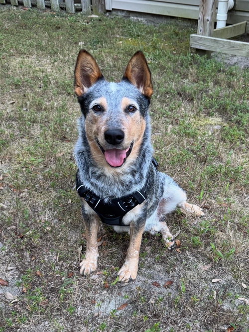 picture of the dog needing adoption