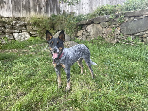 picture of the dog needing adoption