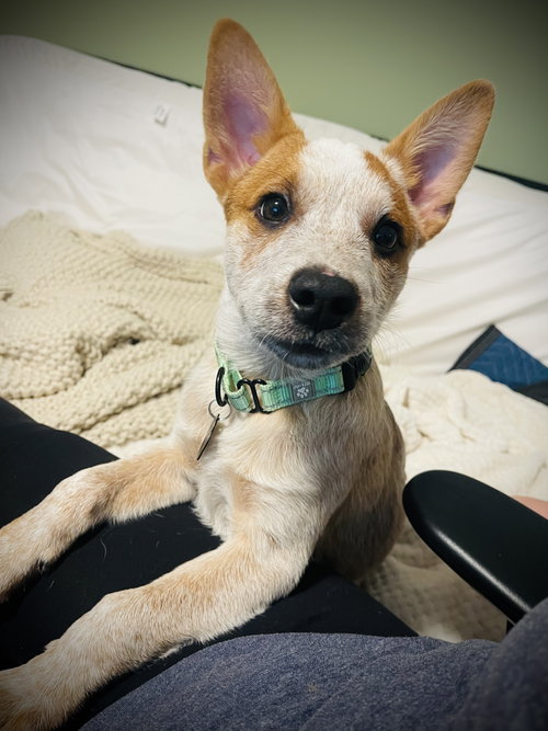 picture of the dog needing adoption