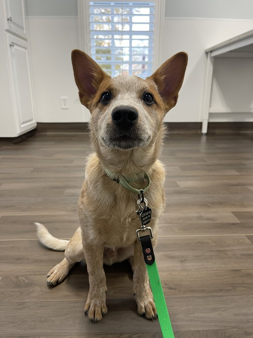 picture of the dog needing adoption