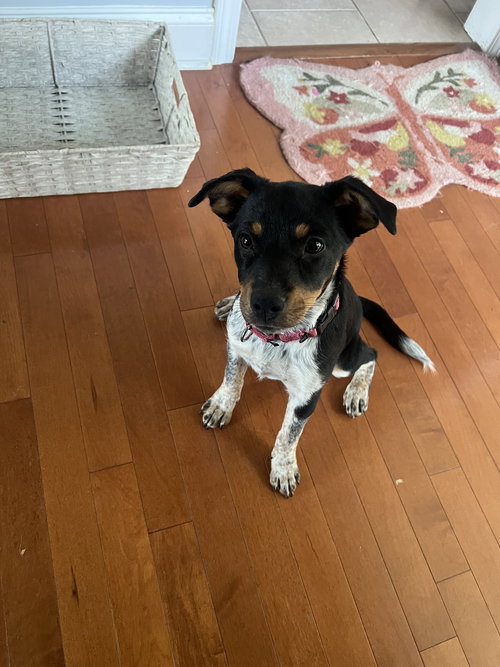 picture of the dog needing adoption