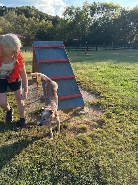 OAKLEY - Australian Cattle Dog/Blue Heeler available for adoption