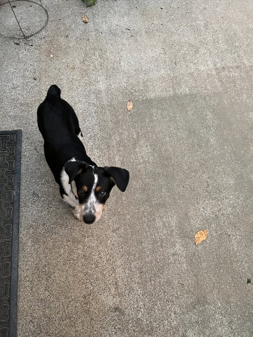 picture of the dog needing adoption