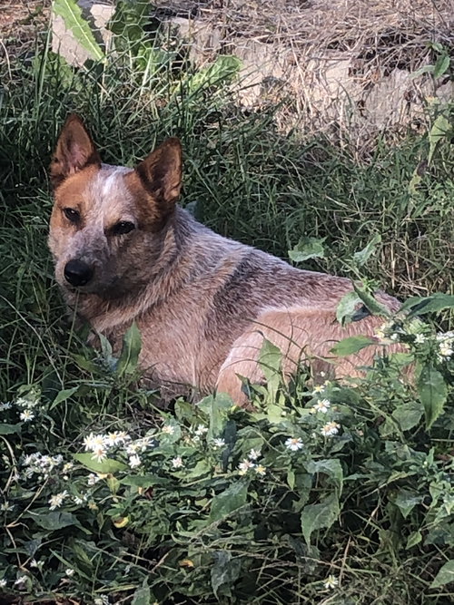picture of the dog needing adoption