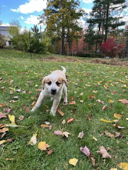 picture of the dog needing adoption