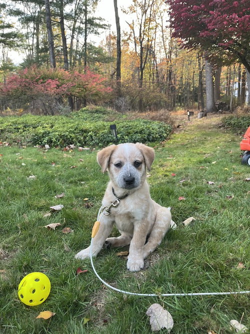 picture of the dog needing adoption
