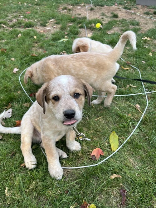 picture of the dog needing adoption