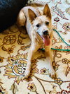 Tess - Photo 1