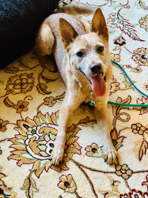picture of the dog needing adoption