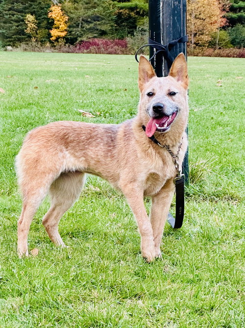 TESS - Australian Cattle Dog/Blue Heeler available for adoption