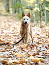 Tess - Photo 5