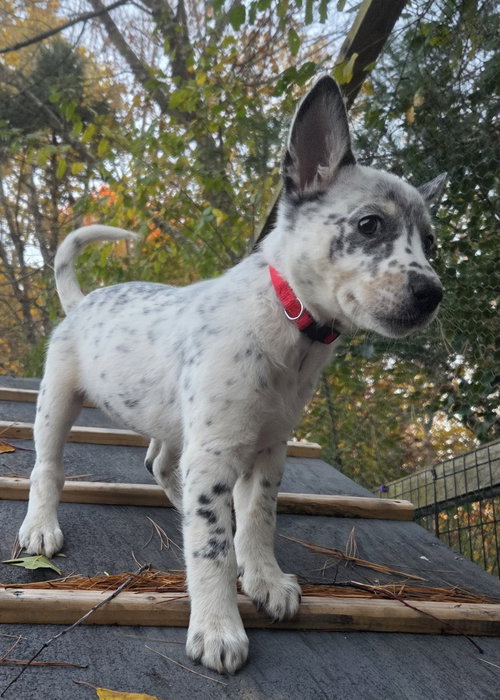 picture of the dog needing adoption