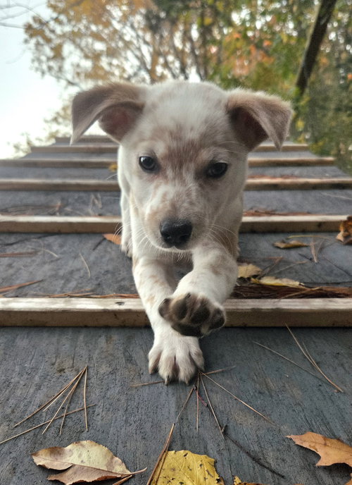 picture of the dog needing adoption
