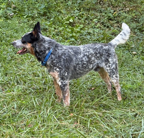 LUDA - Australian Cattle Dog/Blue Heeler available for adoption