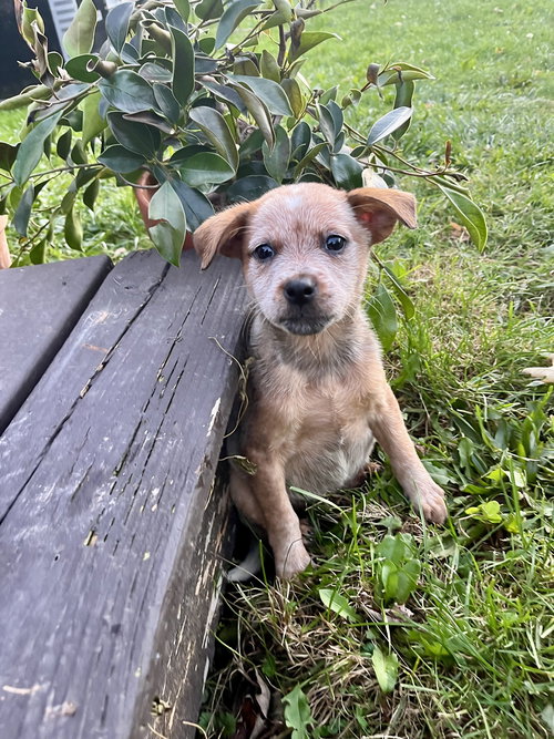 picture of the dog needing adoption