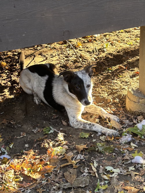 picture of the dog needing adoption
