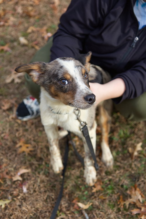 picture of the dog needing adoption