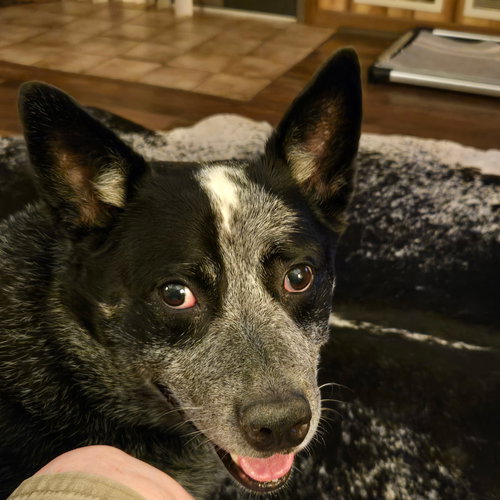 picture of the dog needing adoption