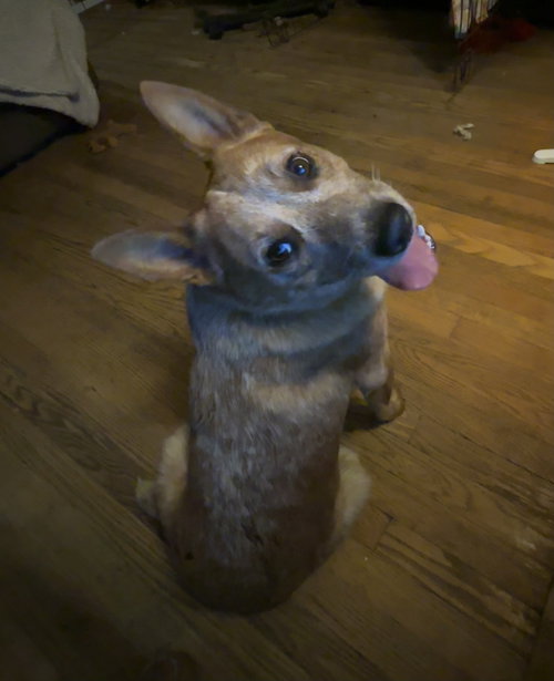picture of the dog needing adoption