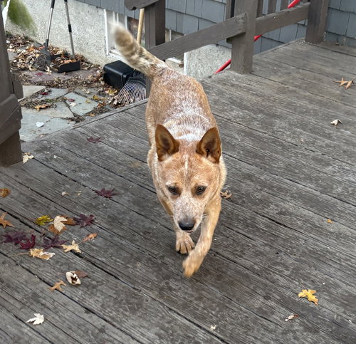 ASHER - Australian Cattle Dog/Blue Heeler available for adoption