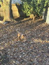 Asher - Photo 4