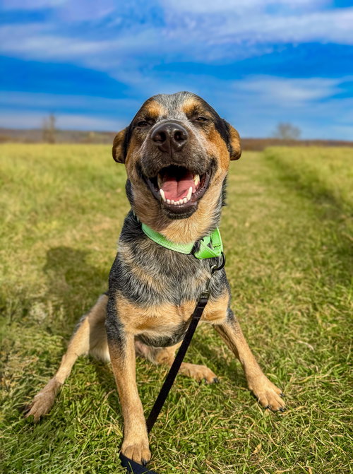 picture of the dog needing adoption