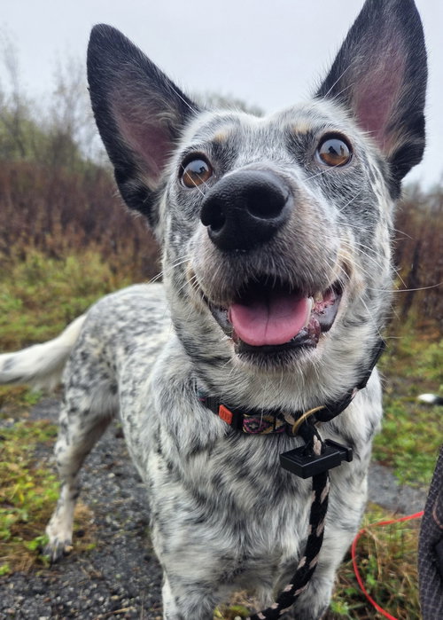 picture of the dog needing adoption