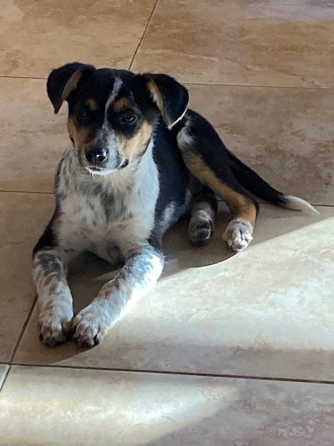 picture of the dog needing adoption