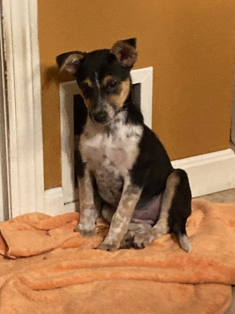 picture of the dog needing adoption