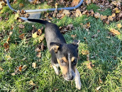 GHOST - Australian Cattle Dog/Blue Heeler available for adoption