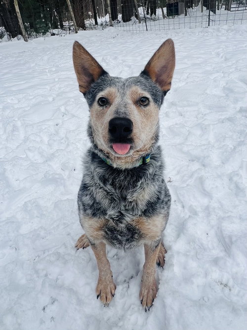 picture of the dog needing adoption
