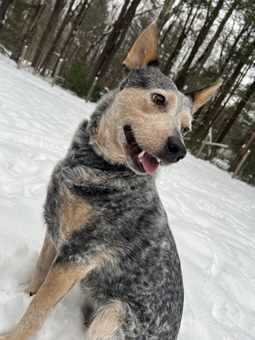 NIX - Australian Cattle Dog/Blue Heeler available for adoption