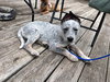 Boris - Photo 2