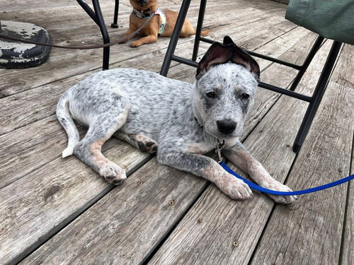 BORIS - Australian Cattle Dog/Blue Heeler available for adoption