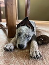 Boris - Photo 3