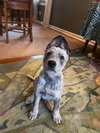 Boris - Photo 4
