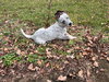 Boris - Photo 5
